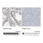 Merck Anti-EP400 antibody produced in rabbit