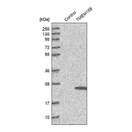 Merck Anti-TMEM159 antibody produced in rabbit