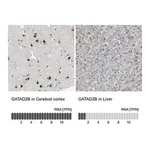 Merck Anti-GATAD2B antibody produced in rabbit