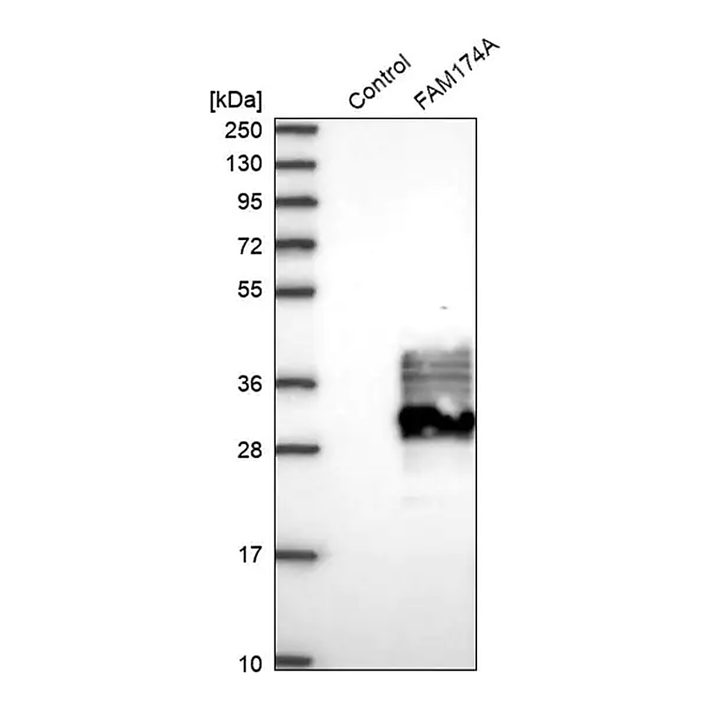 Merck Anti-FAM174A antibody produced in rabbit