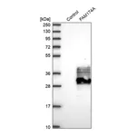 Merck Anti-FAM174A antibody produced in rabbit