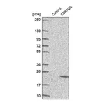 Merck Anti-CDKN2C antibody produced in rabbit