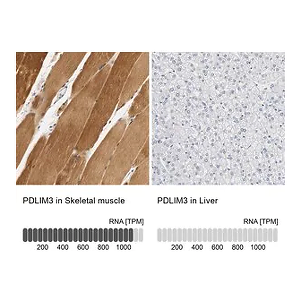 Merck Anti-PDLIM3 antibody produced in rabbit