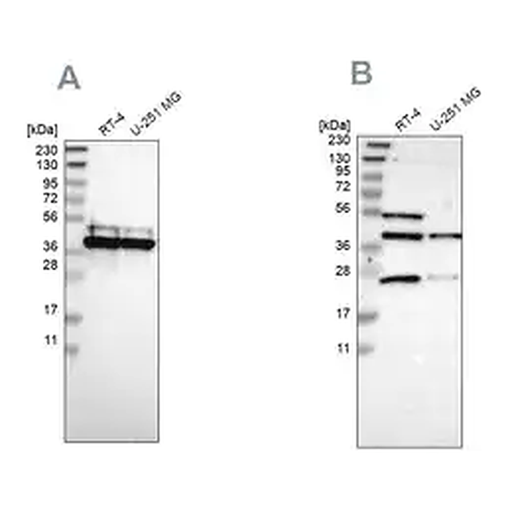Merck Anti-CCDC51 antibody produced in rabbit