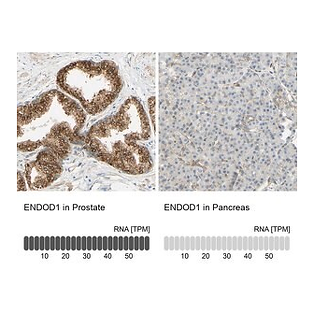Merck Anti-ENDOD1 antibody produced in rabbit