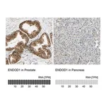 Merck Anti-ENDOD1 antibody produced in rabbit