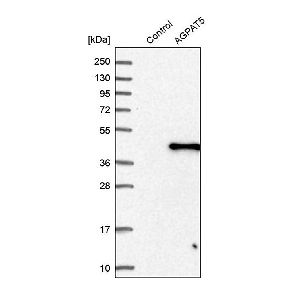 Merck Anti-AGPAT5 antibody produced in rabbit