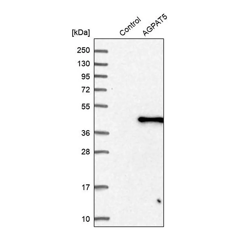 Merck Anti-AGPAT5 antibody produced in rabbit