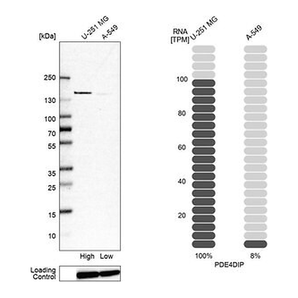 Merck Anti-PDE4DIP antibody produced in rabbit