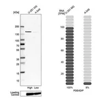 Merck Anti-PDE4DIP antibody produced in rabbit