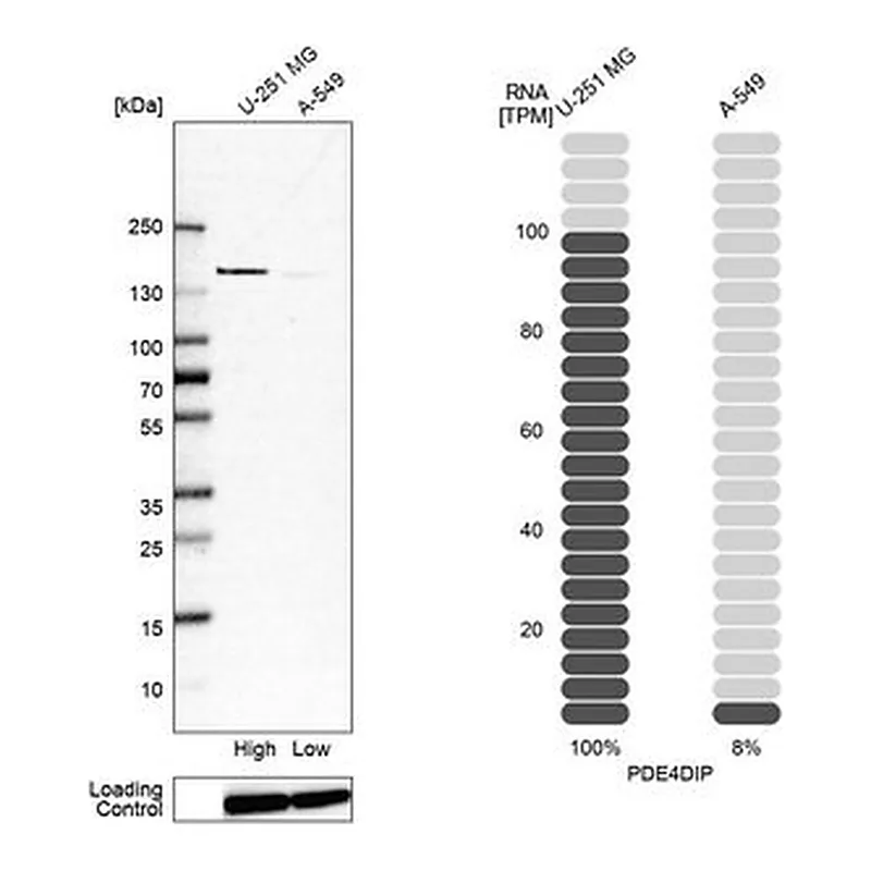 Merck Anti-PDE4DIP antibody produced in rabbit