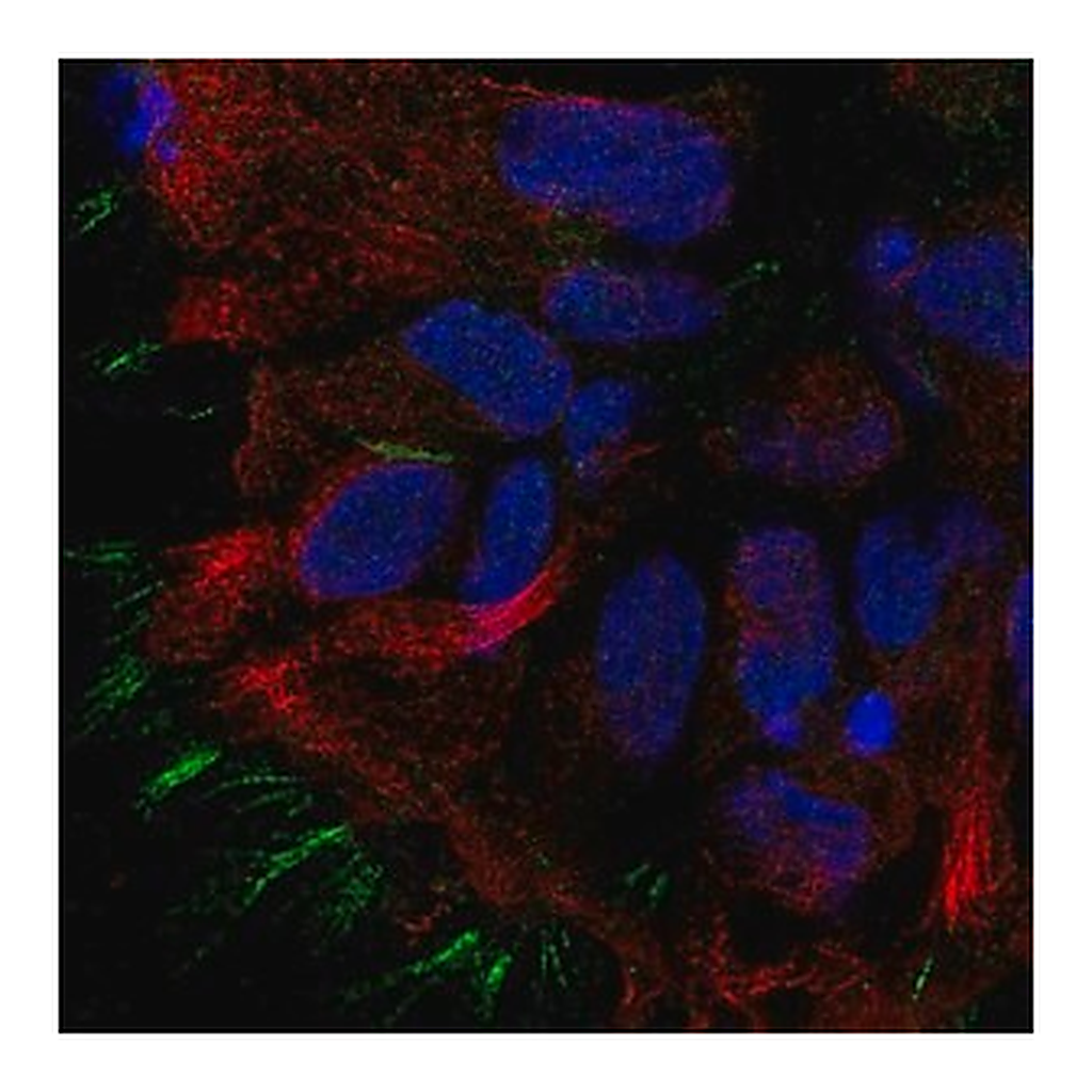 Merck Anti-STOML3 antibody produced in rabbit
