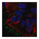 Merck Anti-STOML3 antibody produced in rabbit