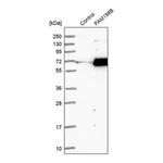 Merck Anti-FAM198B antibody produced in rabbit