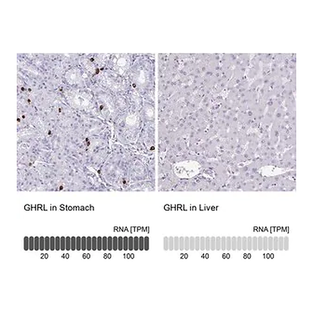 Merck Anti-GHRL antibody produced in rabbit