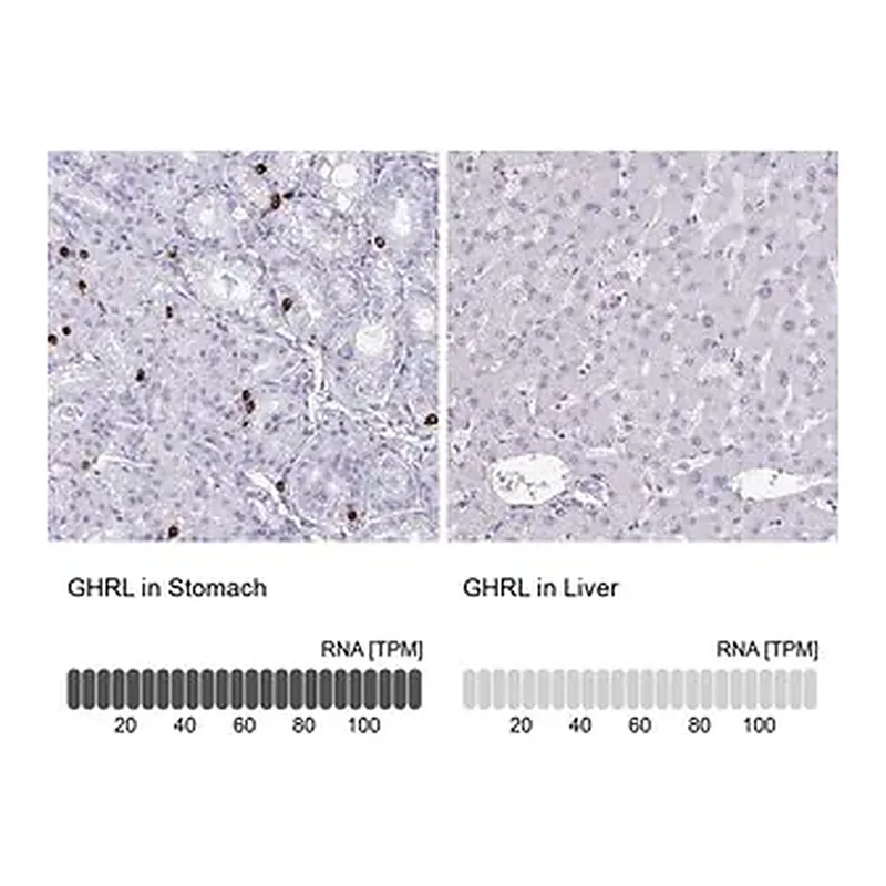 Merck Anti-GHRL antibody produced in rabbit