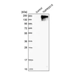 Merck Anti-TMPRSS15 antibody produced in rabbit