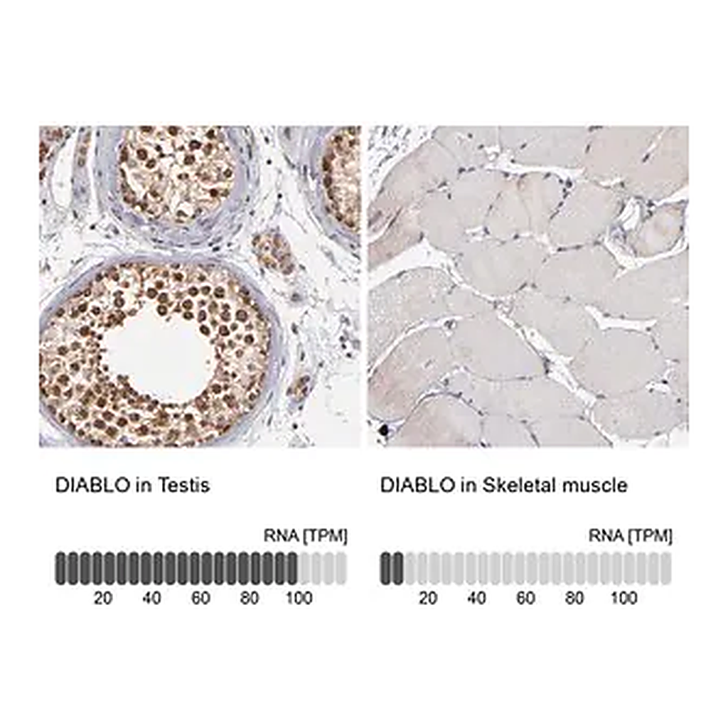 Merck Anti-DIABLO antibody produced in rabbit