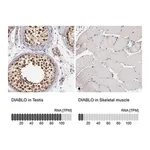 Merck Anti-DIABLO antibody produced in rabbit