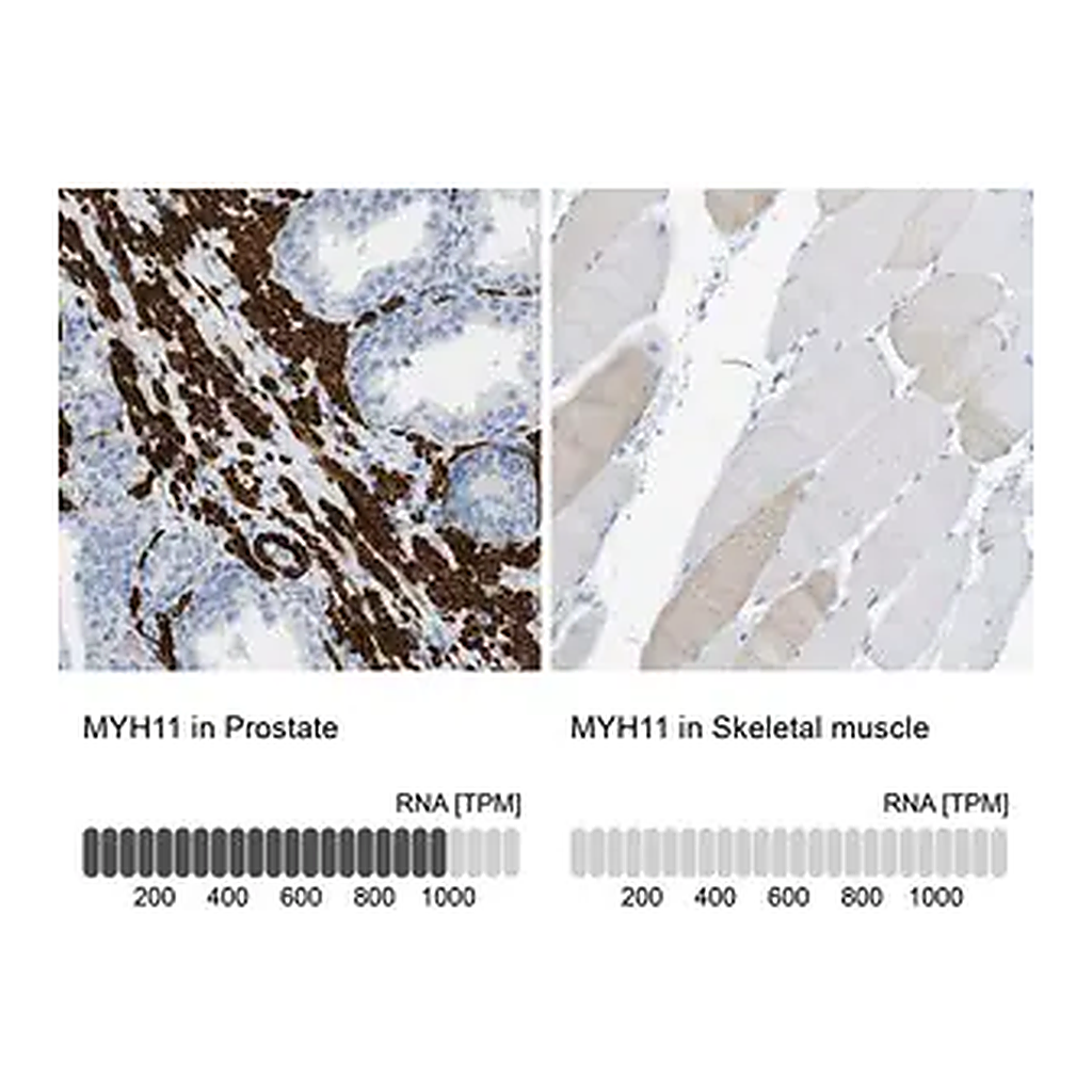 Merck Anti-MYH11 antibody produced in rabbit