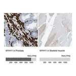Merck Anti-MYH11 antibody produced in rabbit