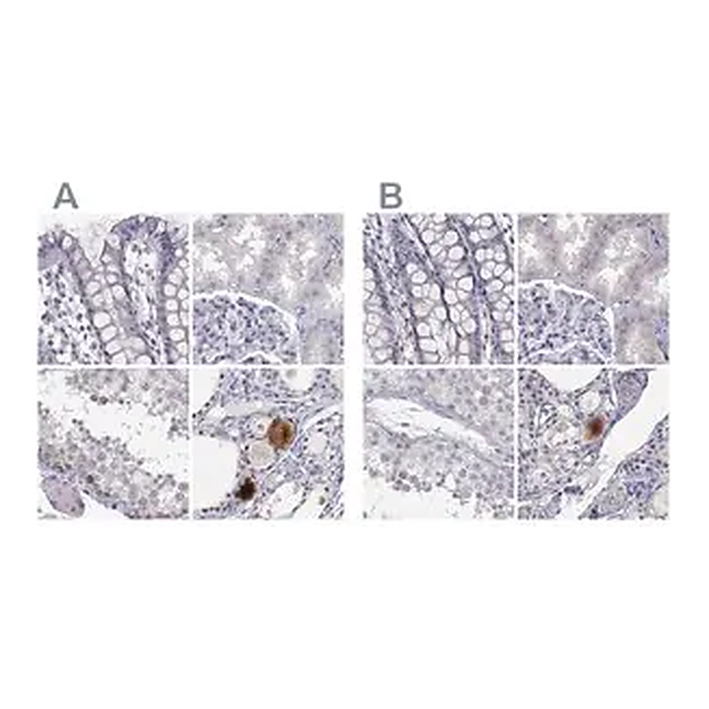 Merck Anti-C16orf89 antibody produced in rabbit