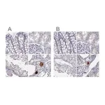 Merck Anti-C16orf89 antibody produced in rabbit