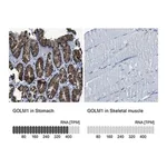 Merck Anti-GOLM1 antibody produced in rabbit
