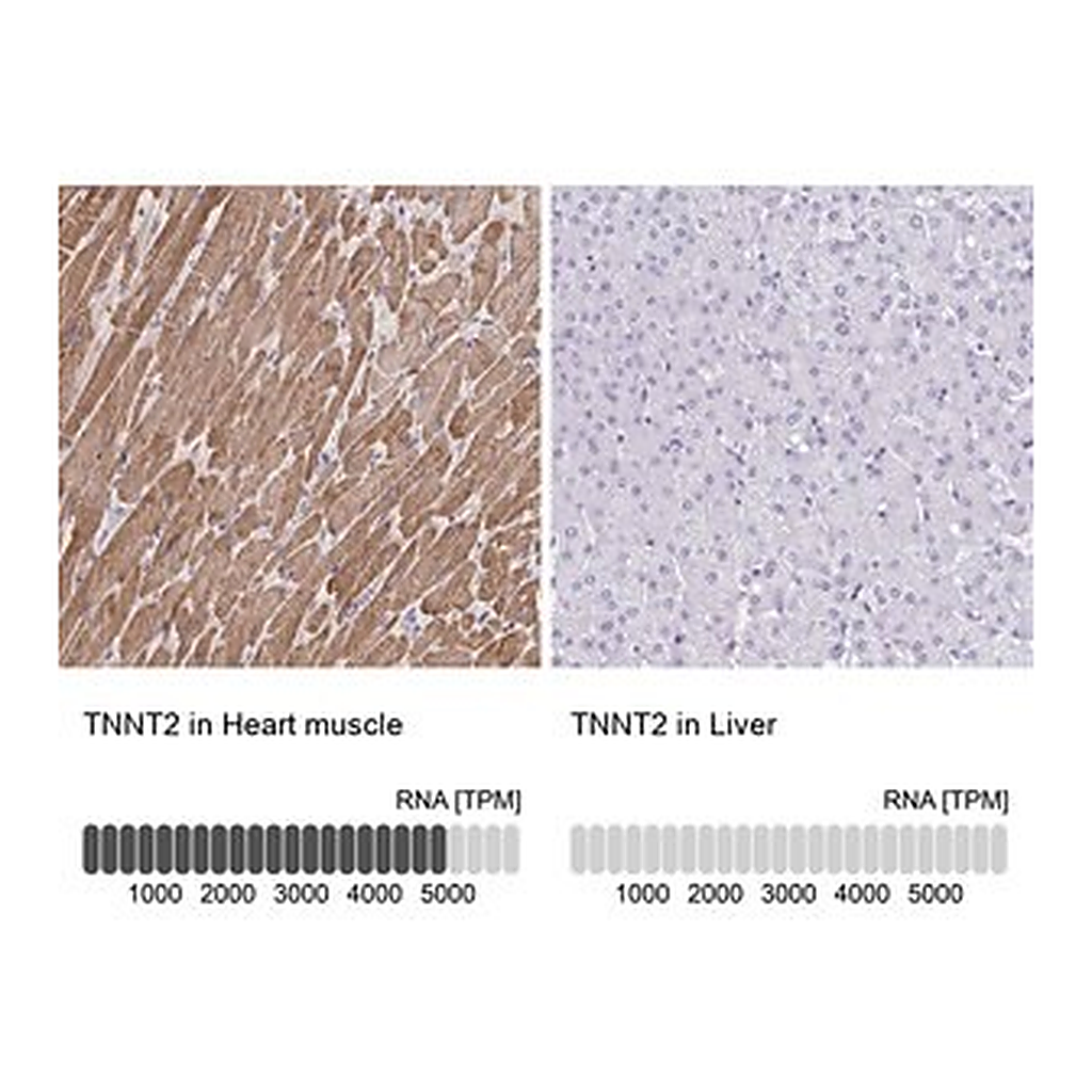 Merck Anti-TNNT2 antibody produced in rabbit