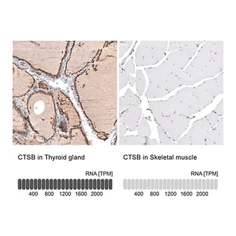 Merck Anti-CTSB antibody produced in rabbit