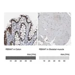 Merck Anti-RBM47 antibody produced in rabbit