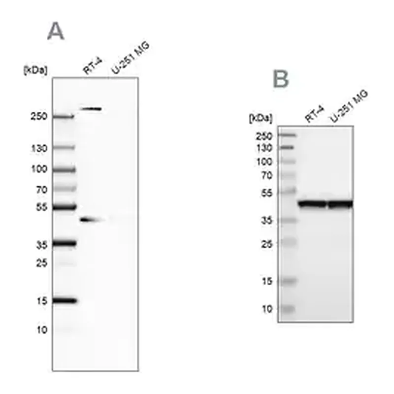 Merck Anti-SMARCB1 antibody produced in rabbit