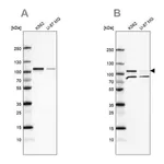 Merck Anti-SRPK1 antibody produced in rabbit