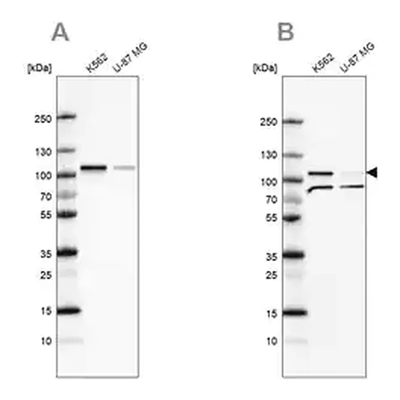 Merck Anti-SRPK1 antibody produced in rabbit
