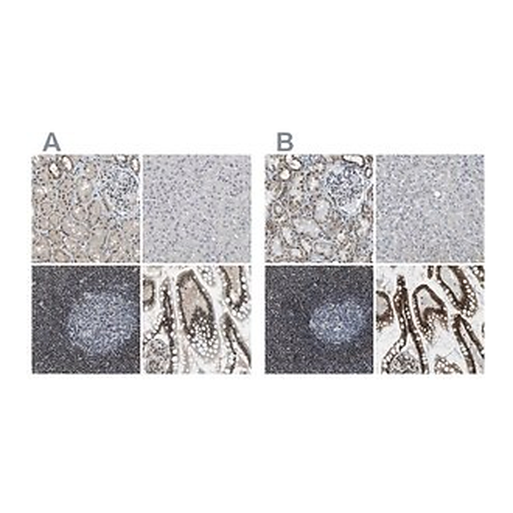 Merck Anti-SP100 antibody produced in rabbit