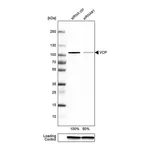 Merck Anti-VCP antibody produced in rabbit