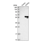Merck Anti-COPS2 antibody produced in rabbit