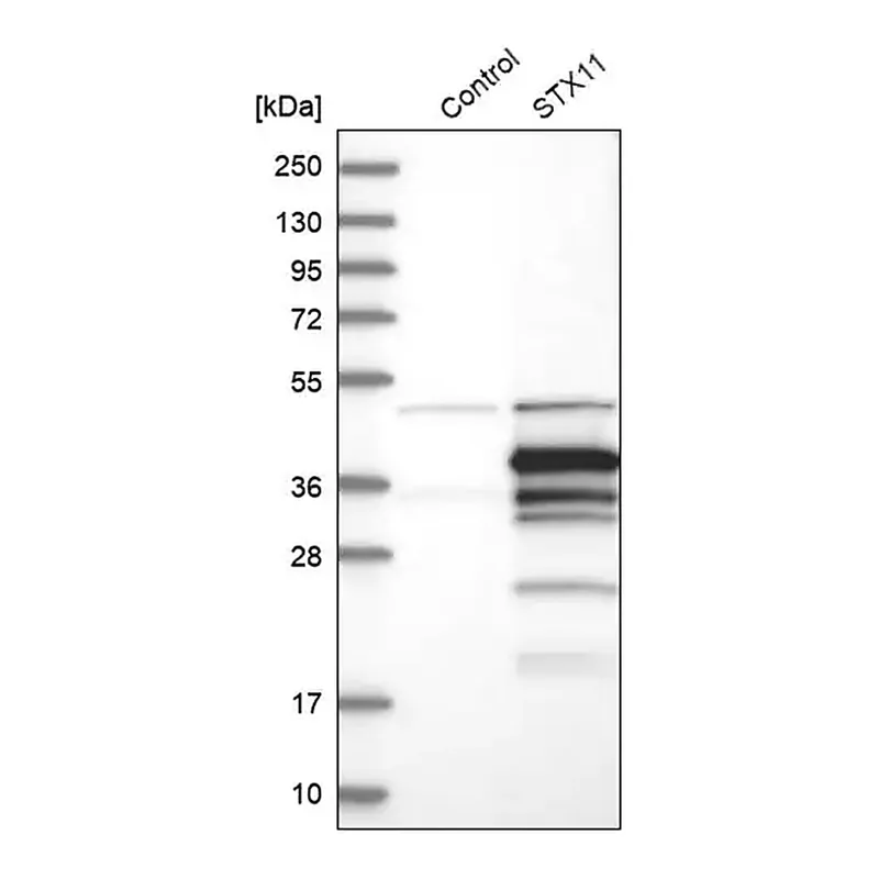 Merck Anti-STX11 antibody produced in rabbit