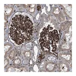 Merck Anti-PTPRE antibody produced in rabbit