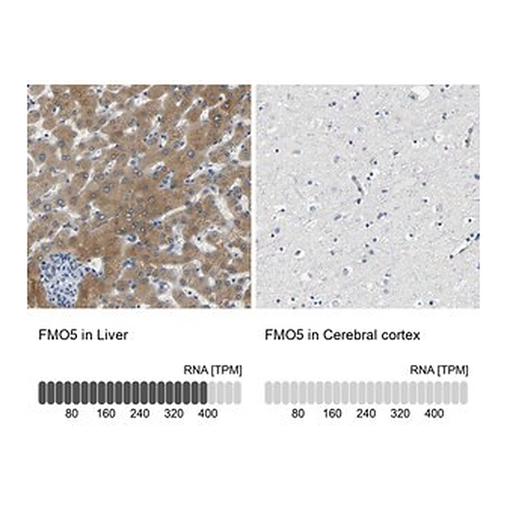 Merck Anti-FMO5 antibody produced in rabbit