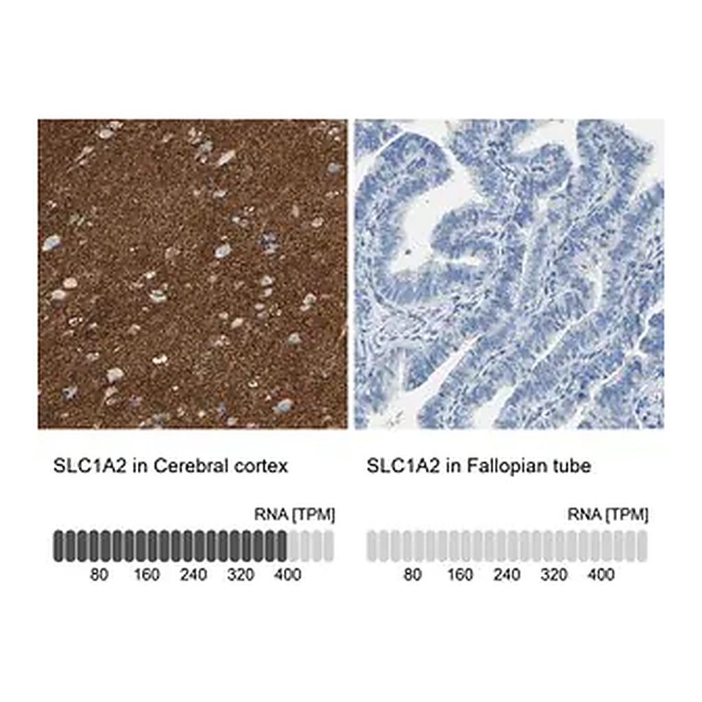 Merck Anti-SLC1A2 antibody produced in rabbit