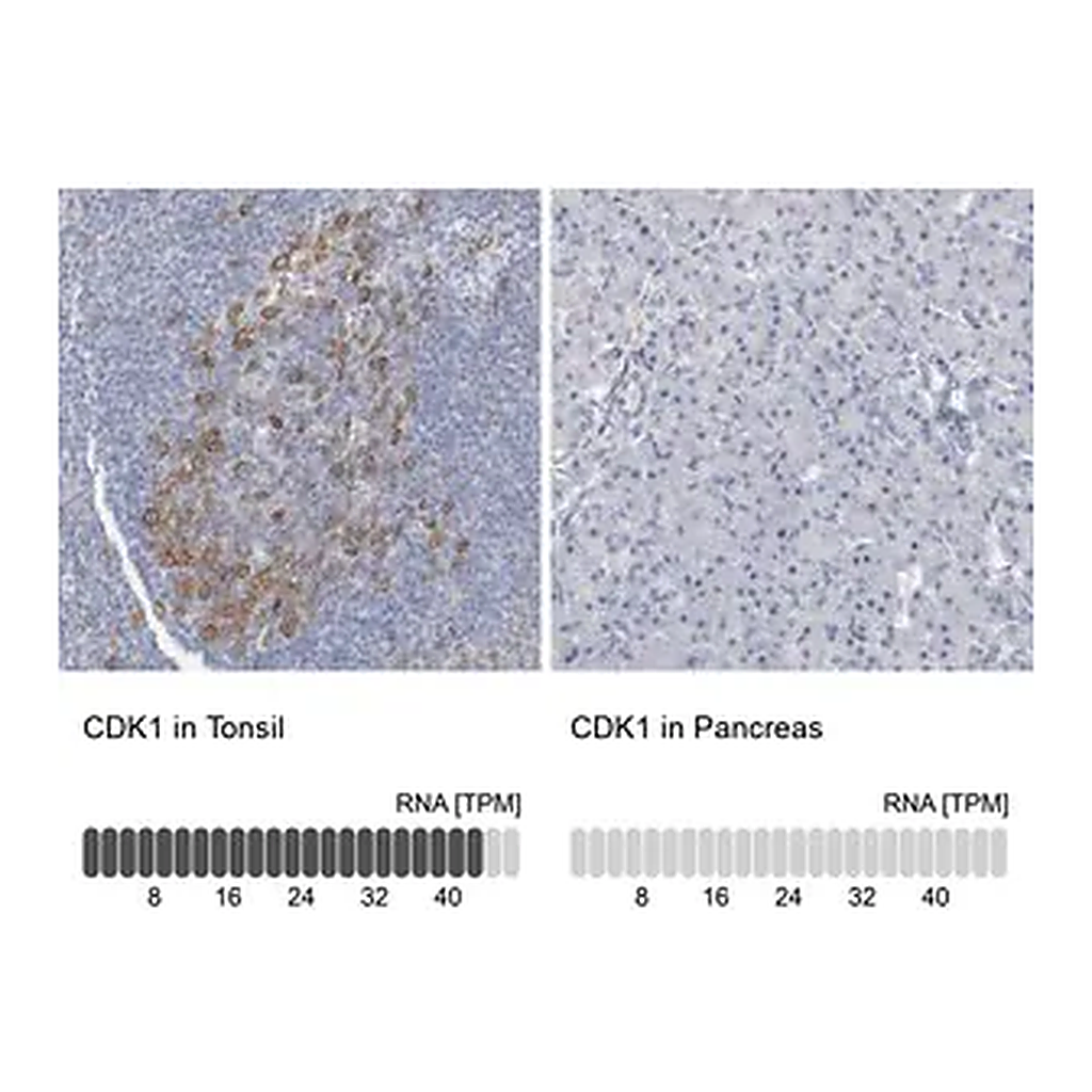 Merck Anti-CDK1 antibody produced in rabbit