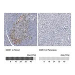 Merck Anti-CDK1 antibody produced in rabbit