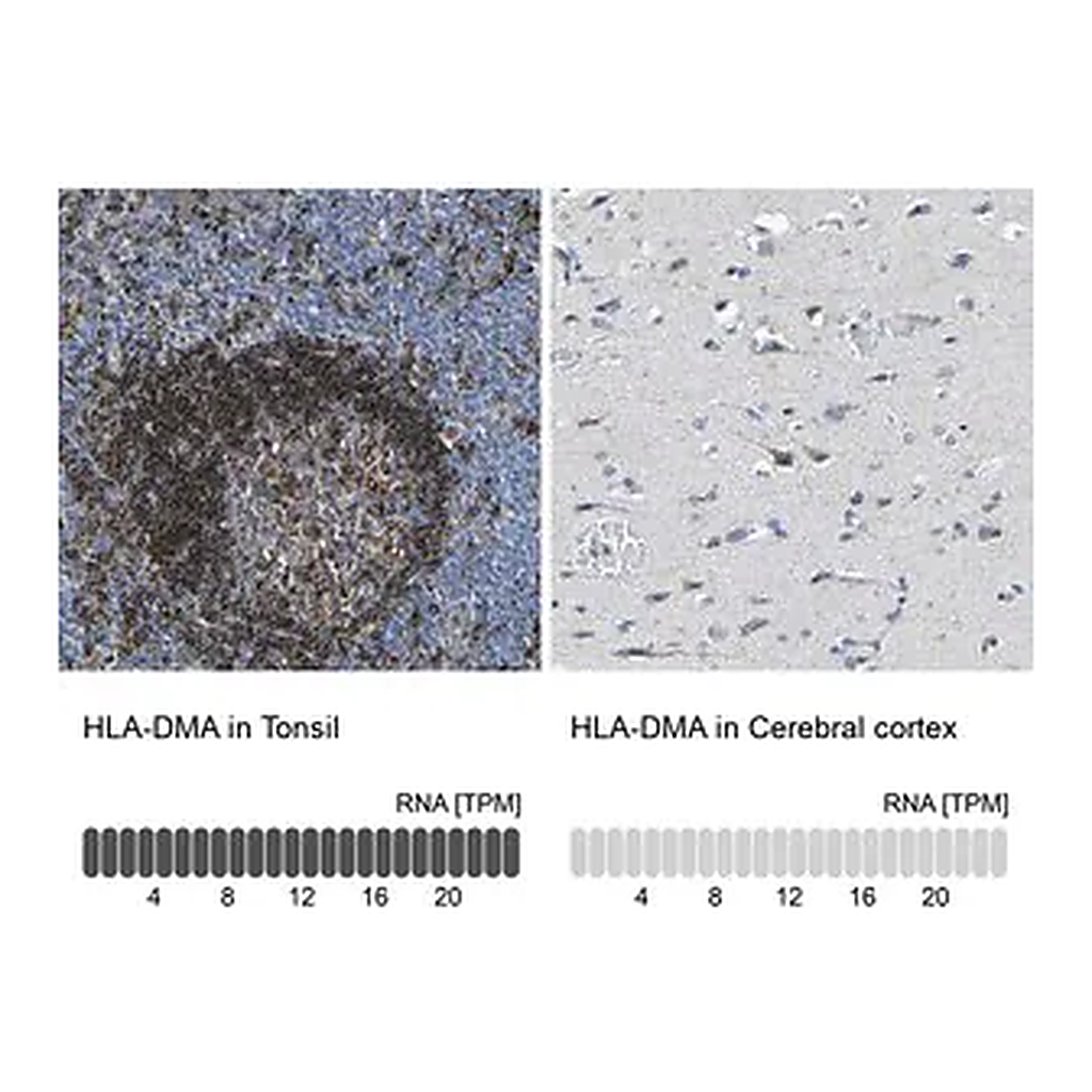 Merck Anti-HLA-DMA antibody produced in rabbit | 캐시바이
