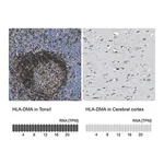 Merck Anti-HLA-DMA antibody produced in rabbit