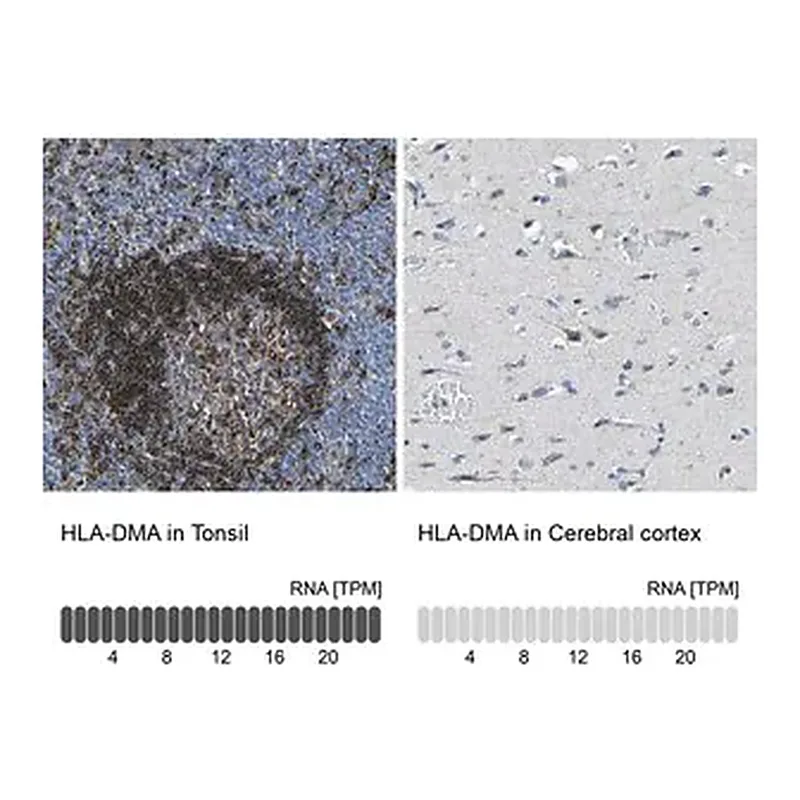 Merck Anti-HLA-DMA antibody produced in rabbit