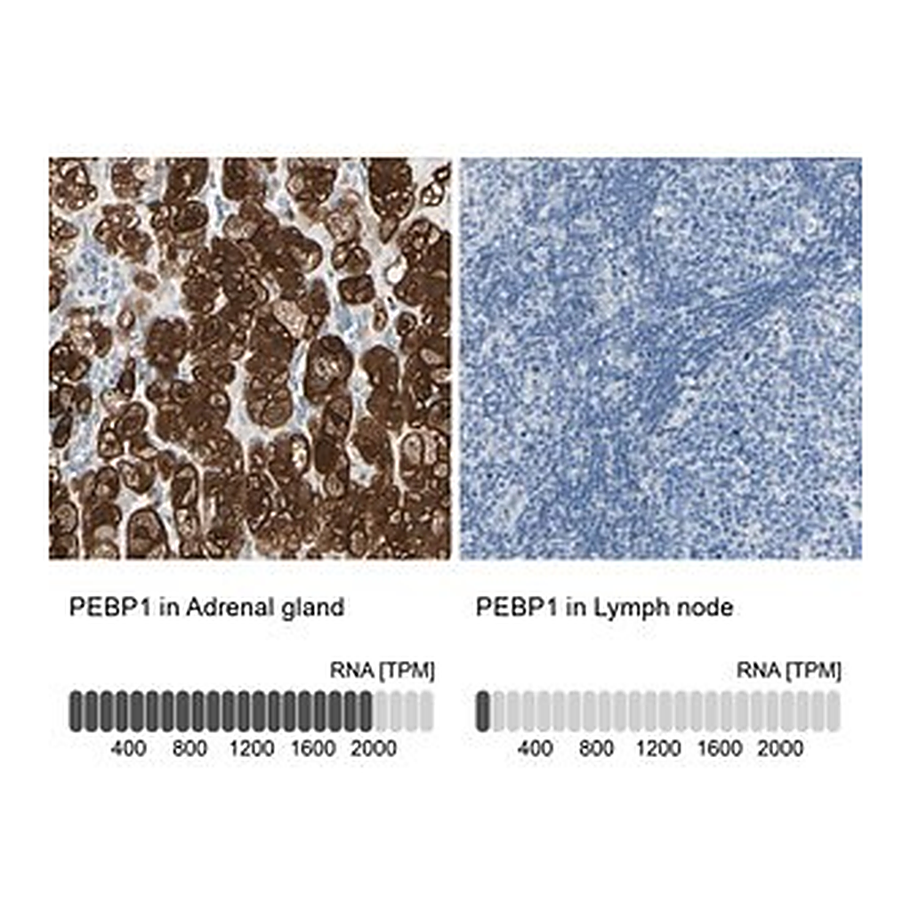 Merck Anti-PEBP1 antibody produced in rabbit