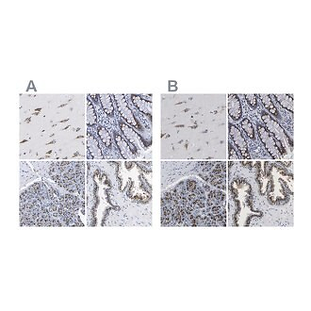 Merck Anti-TMEM87A antibody produced in rabbit
