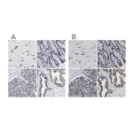 Merck Anti-TMEM87A antibody produced in rabbit