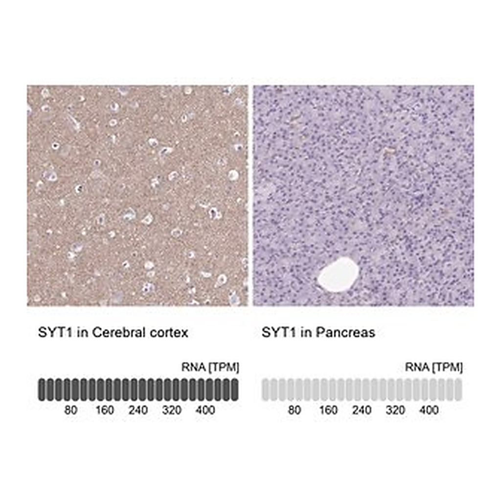 Merck Anti-SYT1 antibody produced in rabbit